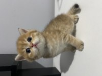 British shorthair ve longhair yavrular