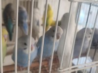 Avcılar uygun yavru muhabbet kuşlar