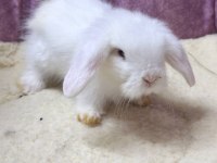 LOP TAVŞAN HOLLANDA VE KEMİRGEN TÜRLERİ MEVCUTTUR