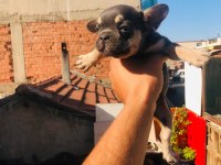 French bulldog köpeği