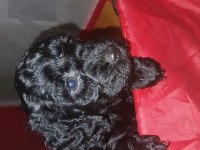 Orta boy poodle