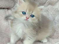 British longhair dişi erkek