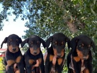 KRAL BABADAN EFSANE DOBERMAN YAVRULAR