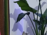 CİNS KEDİMİZİ ÜCRETSİZ OLARAK SAHİPLENDİRİYORUZ