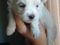Toy poodle yavrular