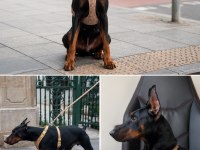 Safkan Doberman Nox Aile Ve Koruma İçin İdeal