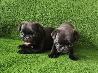 Pug mops yavruları