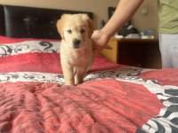 2 AYLIK GOLDEN RETRİEVER YAVRU TEMIZ BAKILMIŞ