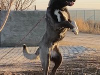 KÖPEĞİMİZİN BEDELİNİ ÖDEYEN ALIR