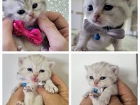 British shorthair bilgi özelden verilecek