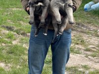 DİŞİ ERKEK SAFKAN SİVAS KANGAL YAVRULARI