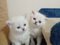British Shorthair Ve British Longhair