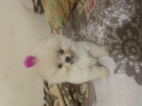 Uygun fiyata verilecek pomeranian