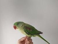 1 Yaş Bilezikli Evcil Konuşan Dişi İskender Papağanı