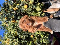 Ev ortamında büyüyen küçük maltipoo bebekler