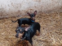 Sıfır numara pinscher orjinal