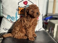 Petmode köpek çiftliğinde ziyarete açık toy poodle