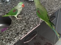 2 ad erkek evcil Alexander İstanbul Avrupa yakası