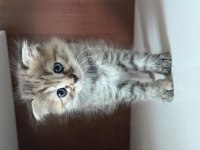 1 Aylık Scottish Fold