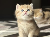 Golden Erkek British Shorthair Yavru