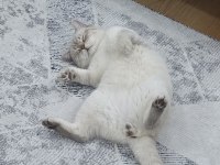 Scottish fold cinsi kedimize yuva arıyoruz