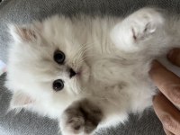 Masmavi gözlü british longhair dişi yavru