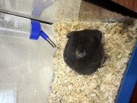 Suriye hamster yavruları