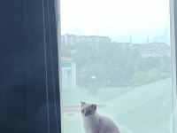Gri maskeli british shorthair