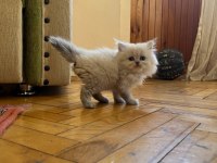 70 günlük safkan british longhair yavru