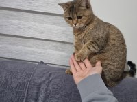 British Shorthair Golden Tabby