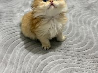 GOLDEN BRİTİSH LONGHAİR