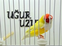 Türkiye şampiyonundan gouldian finch