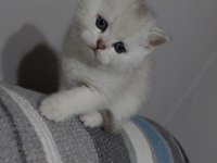 British shorthair 2 aylık dişi yavrular