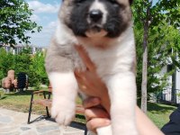 Orjinal safkan amerikan akita yavrularımız