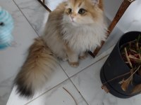 Ny12 Golden full şecereli british longhair