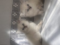 British Longhair yavrularımız
