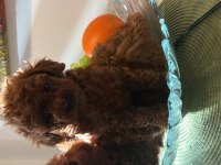 DÜNYANIN EN ZEKİ IRKI TÜY DÖKMEZ KOKU YAPMAZ KIVIRCIK POODLE