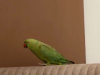 Dişi pakistan hint papağanı