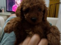 3.5 aylık tuvalet eğitimli erkek toy poodle