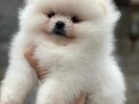 Pomeranian yavrularıma aile arıyoruz