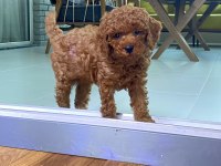Erkek toy poodle