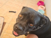1.5 yaşında eğitimli cane corso