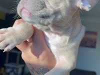 Acil 2 tane dişi French Bulldog