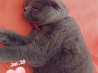 1 yaşında kedimi sahiplendirmek istiyorum