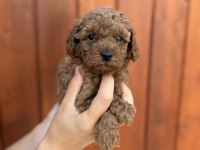 Eşsiz kalite toy Poodle yavrularım