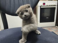 Scottish fold kedimiz