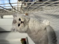 Yavrularımın British Longhair Yavruşları