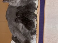 Yeni doğmuş british shorthair