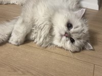 OYUNCU SEVİMLİ BRİTİSH YAVRUMUZ ÇAKIR