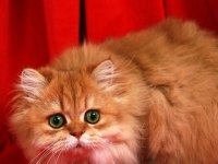 British Longhair By11(cy)